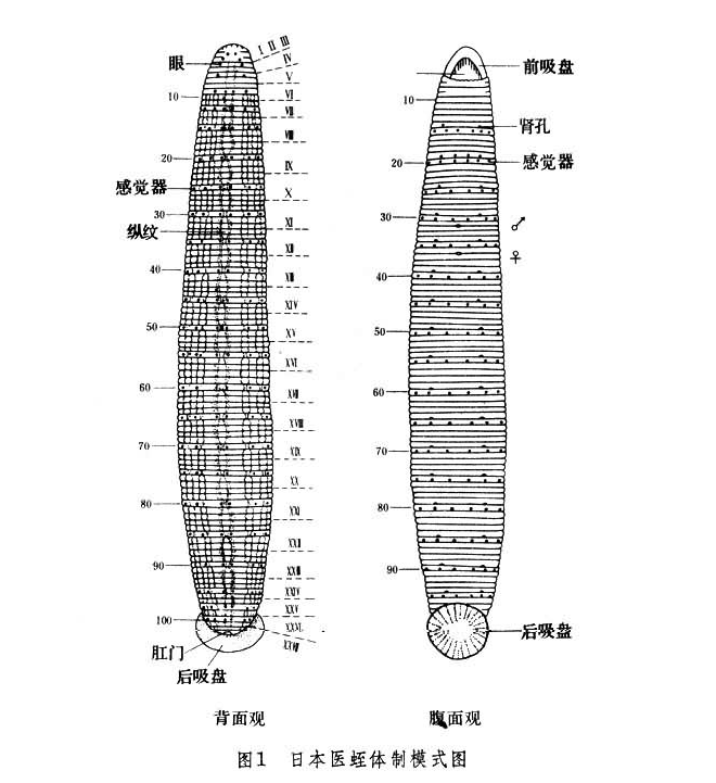 几种主流的人工养殖的水蛭品种及图片介绍