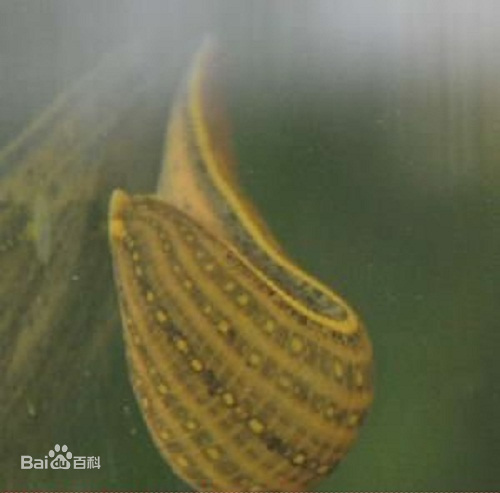 几种主流的人工养殖的水蛭品种及图片介绍