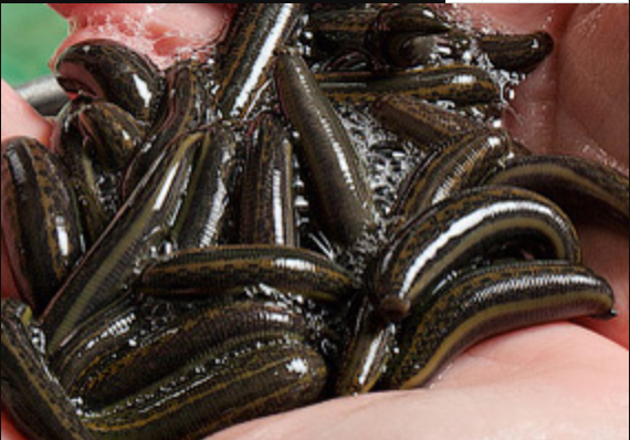 几种主流的人工养殖的水蛭品种及图片介绍