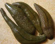 几种主流的人工养殖的水蛭品种及图片介绍