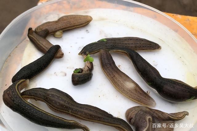 u41026337551647462968fm173app49fJPEG 听说过“白露劫”吗?水蛭养殖高风险时期预防分享