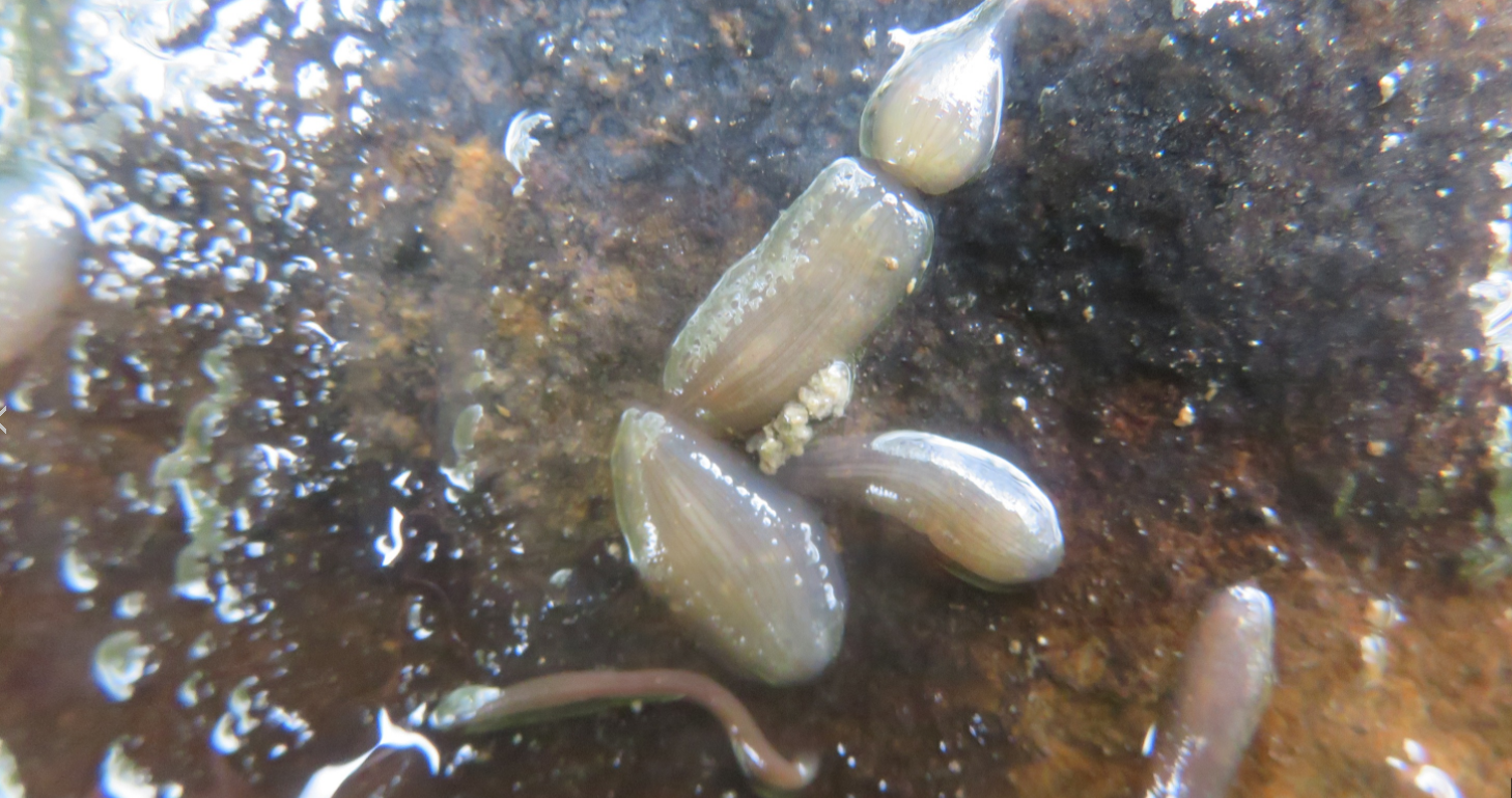 水蛭养殖池里看到的白色的有点儿像小水蛭的虫子是什么？