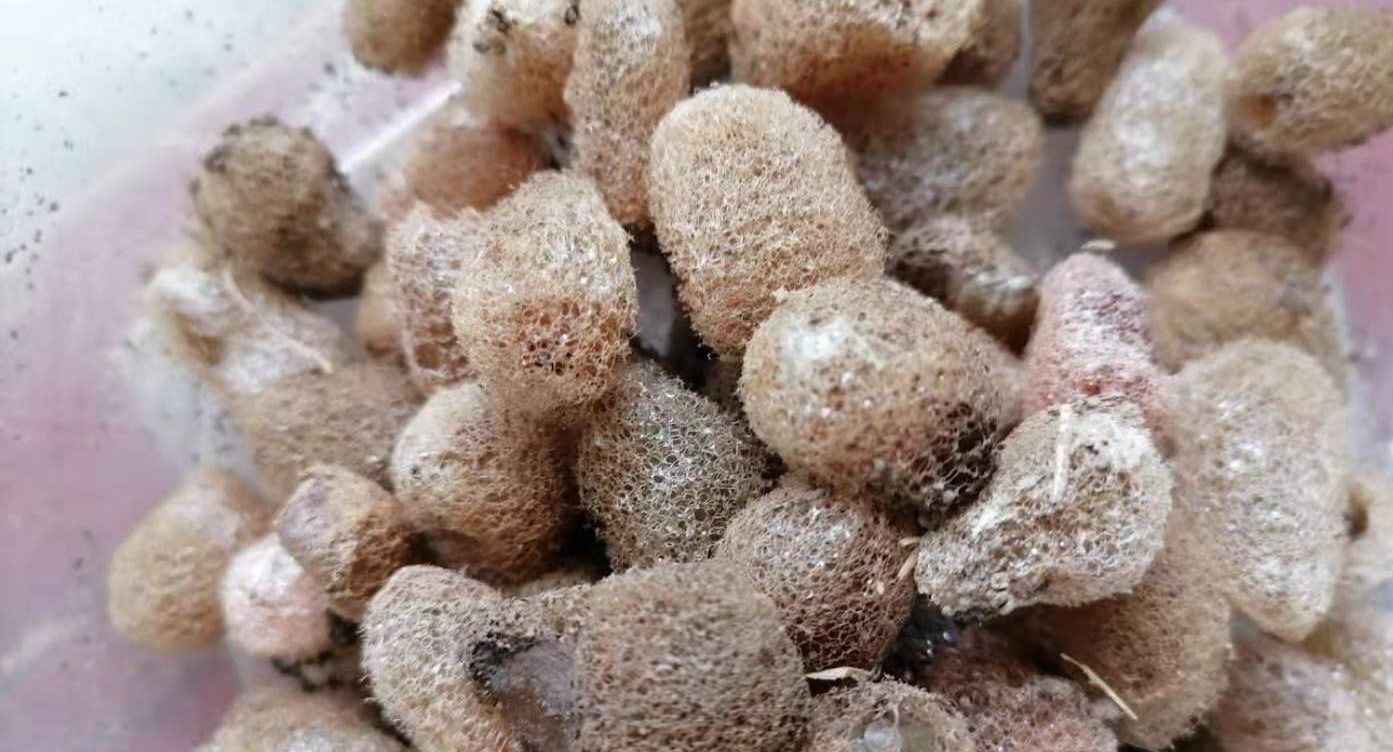 宽体金线蛭种苗哪里来的