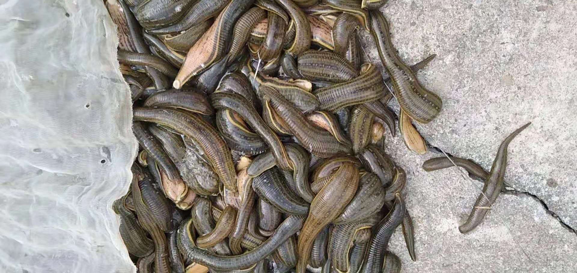 宽体金线蛭青年苗的来源