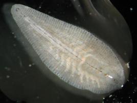 水蛭养殖池里看到的白色的有点儿像小水蛭的虫子是什么？