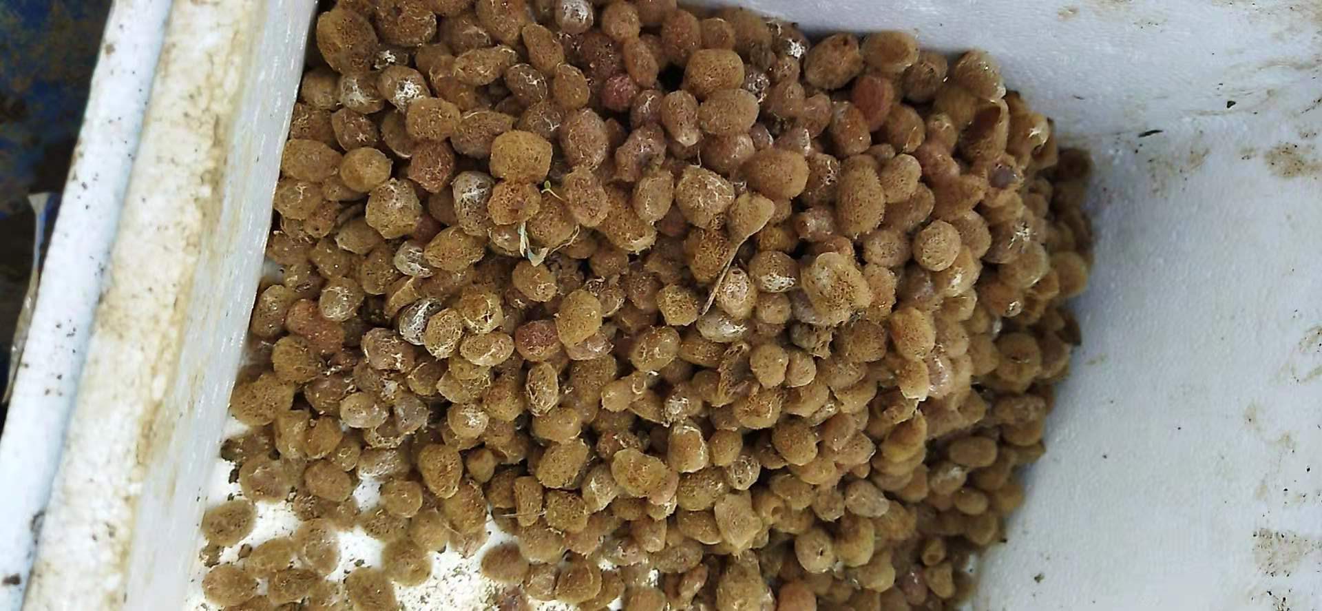 种蛭规格、产床土质要求、产床设计、下种