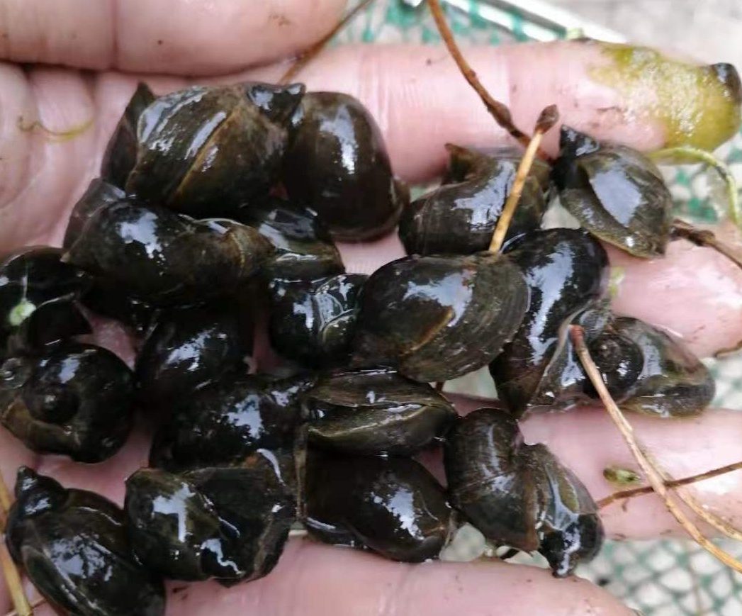 宽体金线蛭养殖的必要条件！