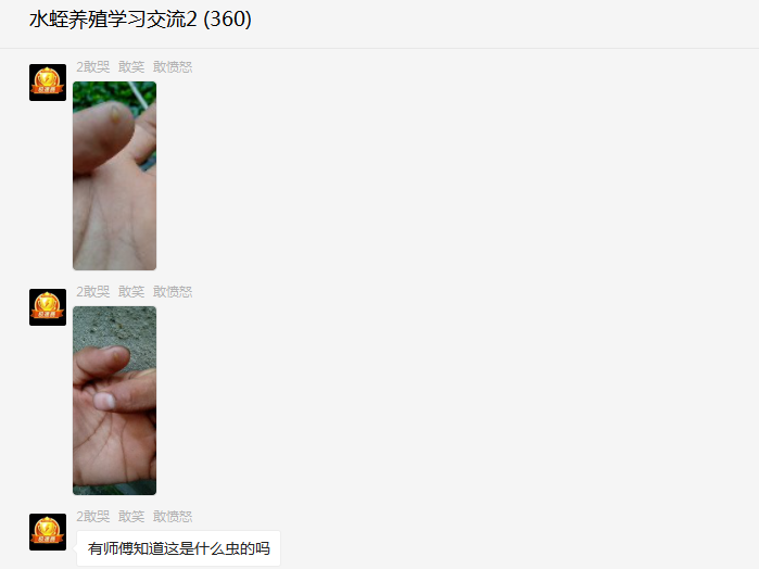 水蛭养殖池里看到的白色的有点儿像小水蛭的虫子是什么？