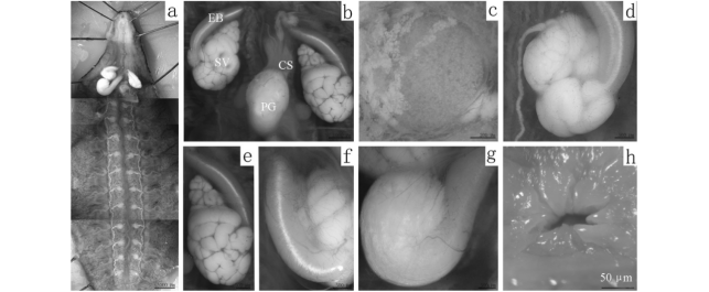 宽体金线蛭生殖系统形态结构与胚胎发育（详细显微解剖图）