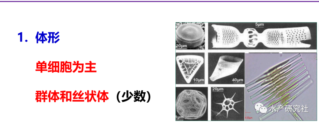 640-3 认识硅藻,水蛭养殖的常用藻种之一