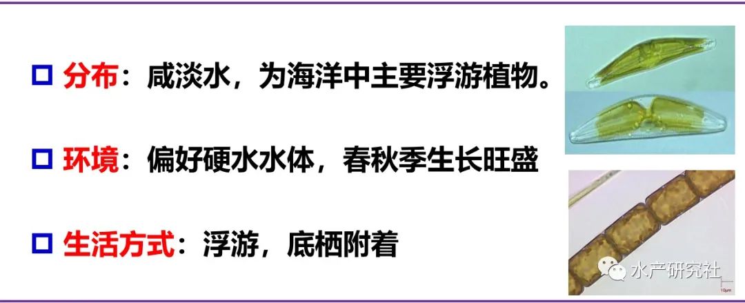 640-5 认识硅藻,水蛭养殖的常用藻种之一