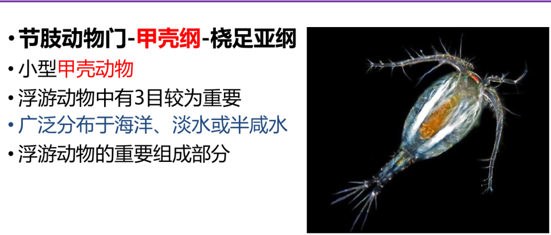 水蛭幼苗阶段助长的微生物之一：轮虫