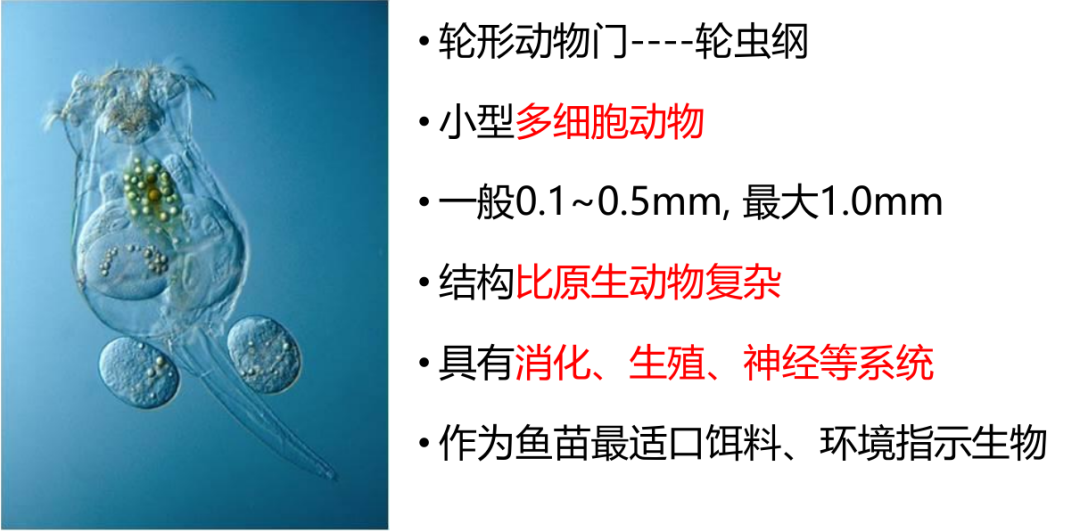 水蛭幼苗阶段助长的微生物之一：轮虫