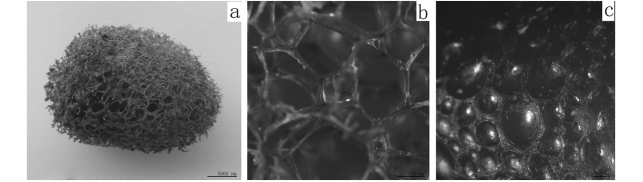 宽体金线蛭生殖系统形态结构与胚胎发育（详细显微解剖图）