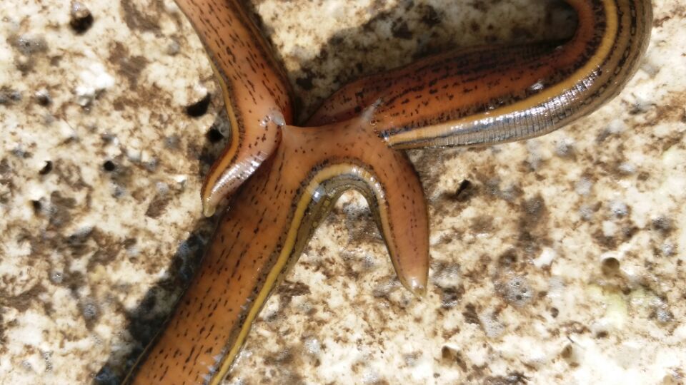 水蛭受孕、交配图示