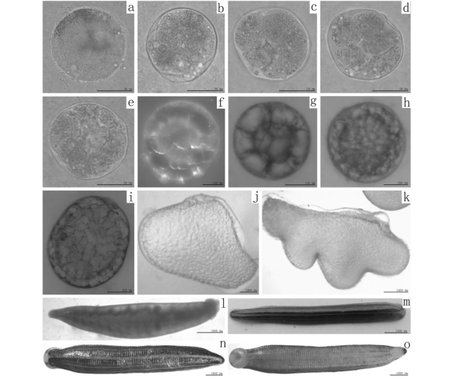 宽体金线蛭生殖系统形态结构与胚胎发育（详细显微解剖图）