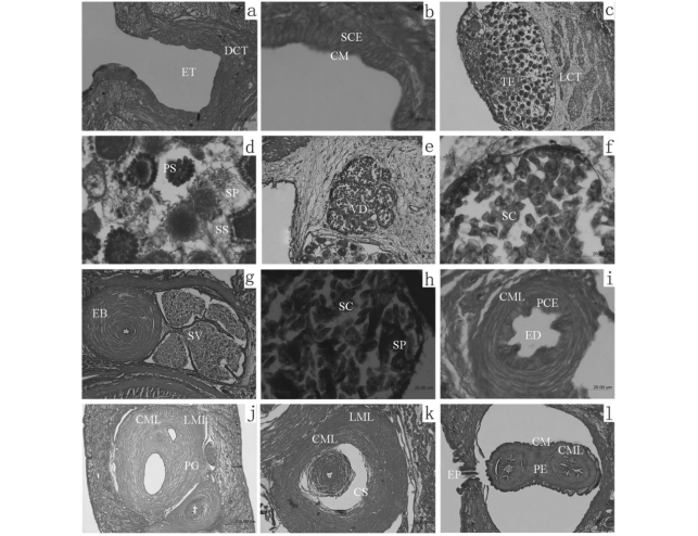 宽体金线蛭生殖系统形态结构与胚胎发育（详细显微解剖图）