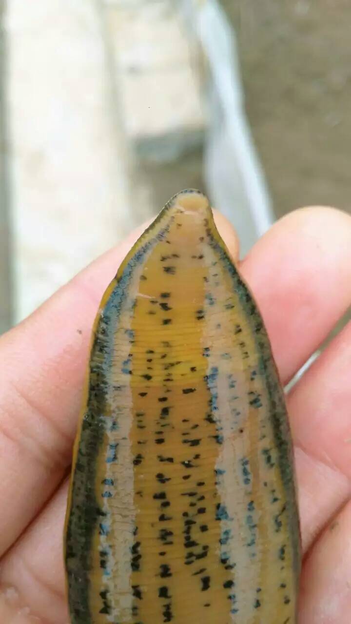 水蛭受孕、交配图示