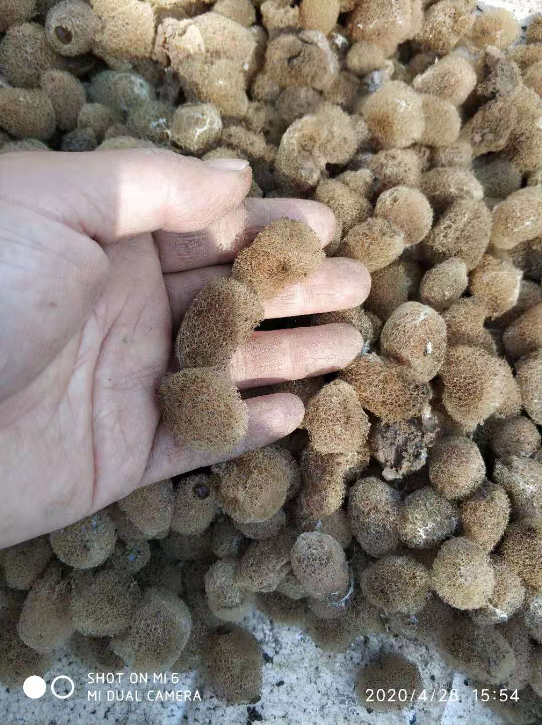 取茧、人工孵化、孵化阶段筛查、选茧