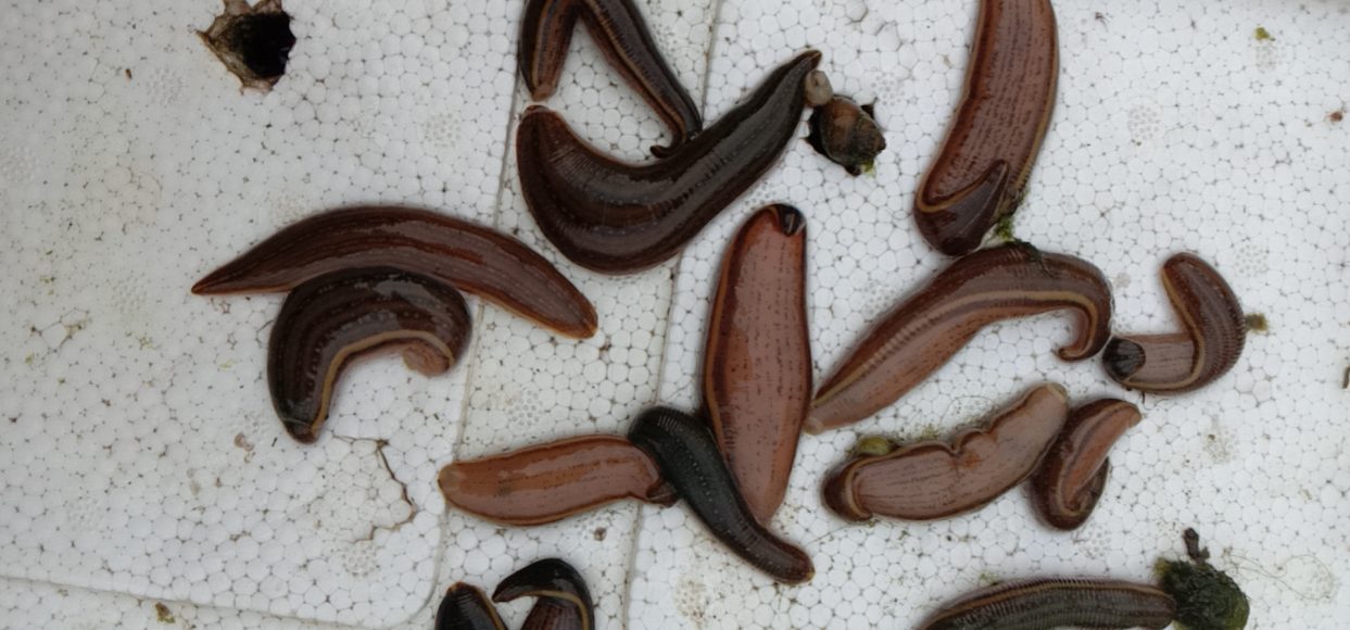 水肿、肠炎、白点病的症状和预防处理