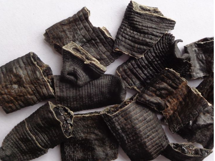 收购水蛭也要当心，水蛭也是可以掺假的