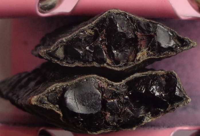 收购水蛭也要当心，水蛭也是可以掺假的