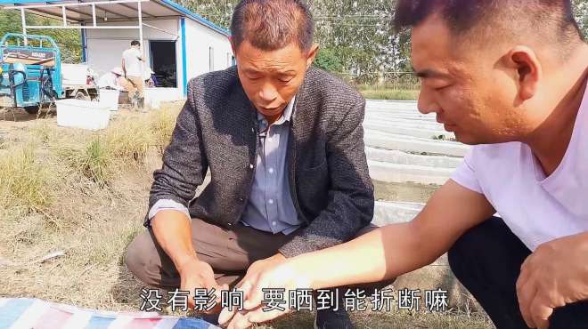 晒干的蚂蟥1斤能卖600多，形状短的为何比长的值钱？