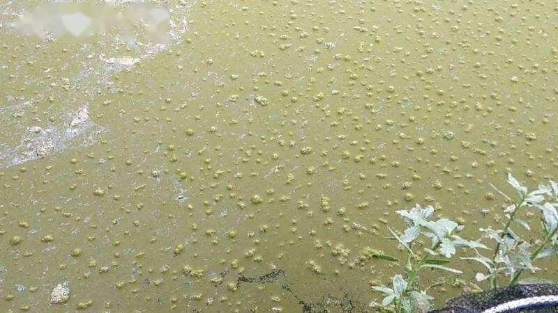 铁锈水和油膜(二):地下水含铁和水体过肥