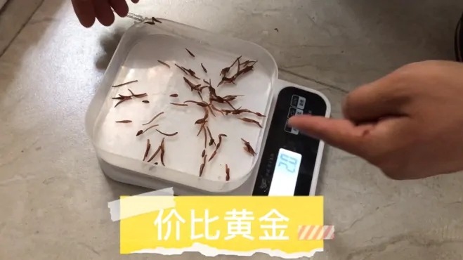水蛭种苗价比黄金，为了存活高，大叔上千公里自提