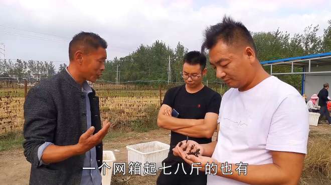 蚂蟥1亩赚10万？40家养殖只有2家亏钱，风险到底在哪里？