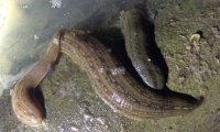 关于水蛭的一些冷知识