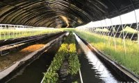 一些水蛭养殖新手应该了解的基础信息，别光听说很赚钱