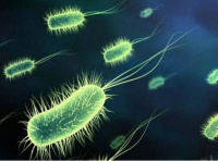 外塘及蓄水池培菌简要介绍