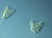 水产养殖新手最常听到的菌种:EM菌