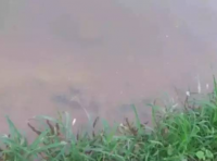 外塘养殖,各种不同的水质培藻的操作