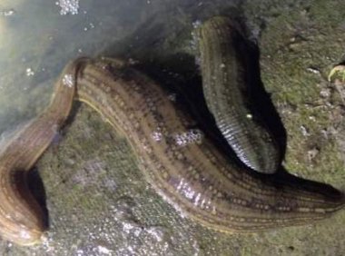 关于水蛭的一些冷知识