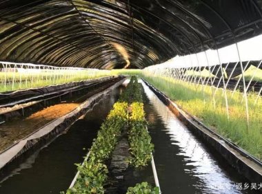 一些水蛭养殖新手应该了解的基础信息，别光听说很赚钱