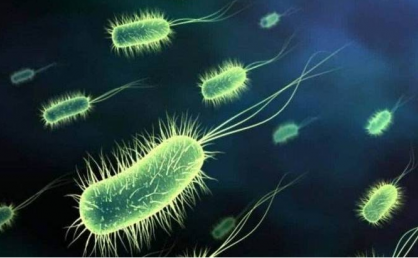 外塘及蓄水池培菌简要介绍