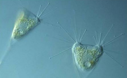 水产养殖新手最常听到的菌种:EM菌