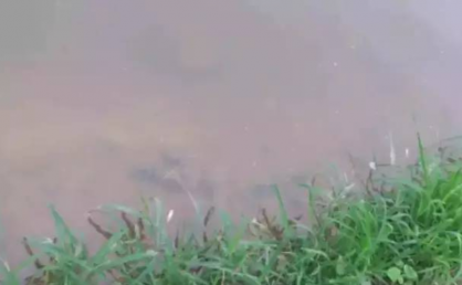 外塘养殖,各种不同的水质培藻的操作