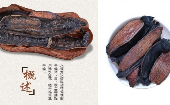 中华药典对于水蛭的介绍和加工要求