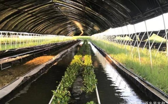 一些水蛭养殖新手应该了解的基础信息，别光听说很赚钱