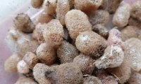 5月到安徽创源水蛭现场学习，一天一晚看了水蛭产床上了一节理论课