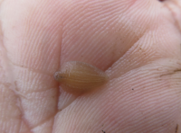 水蛭养殖池里看到的白色的有点儿像小水蛭的虫子是什么?