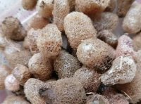 宽体金线蛭种苗哪里来的