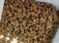 种蛭规格、产床土质要求、产床设计、下种