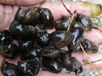 宽体金线蛭养殖的必要条件!