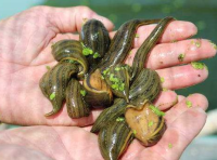 苗下水、增氧操作、养殖水参数