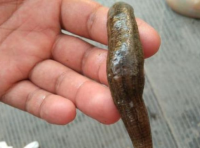 高温季节水蛭的疾病预防和日常管理