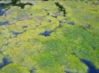 什么是“毒水症”,水蛭得的气泡病鱼也会得喔